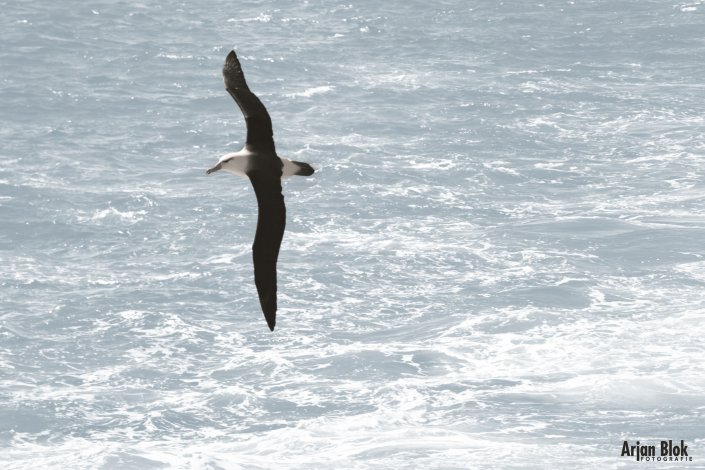 Albatros @DrakePassage